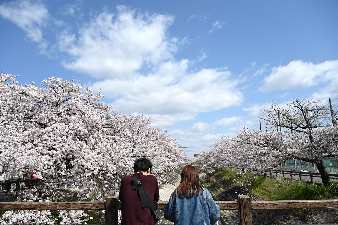 A man and a woman watching beautiful cherry blossom