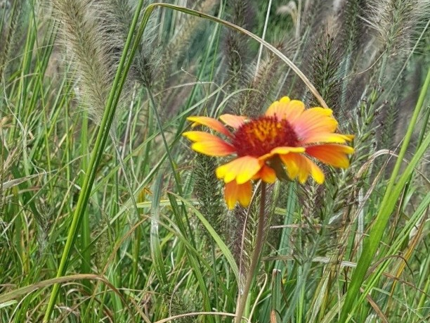 인디언 천인국 (꽃말과 유래, 재배 방법, 전설 이야기)
