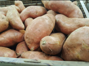 고구마 수확시기