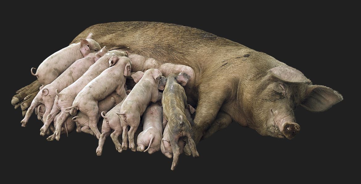 하얀 고양이 꿈해몽 – 상황별 8가지 해석