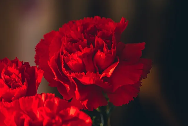 카네이션 재배 삽목 번식 거름 주기 연중 개화_2