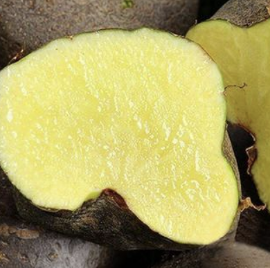 하늘마 효능 재배방법 먹는방법 등 알아보기(최신 Ver)