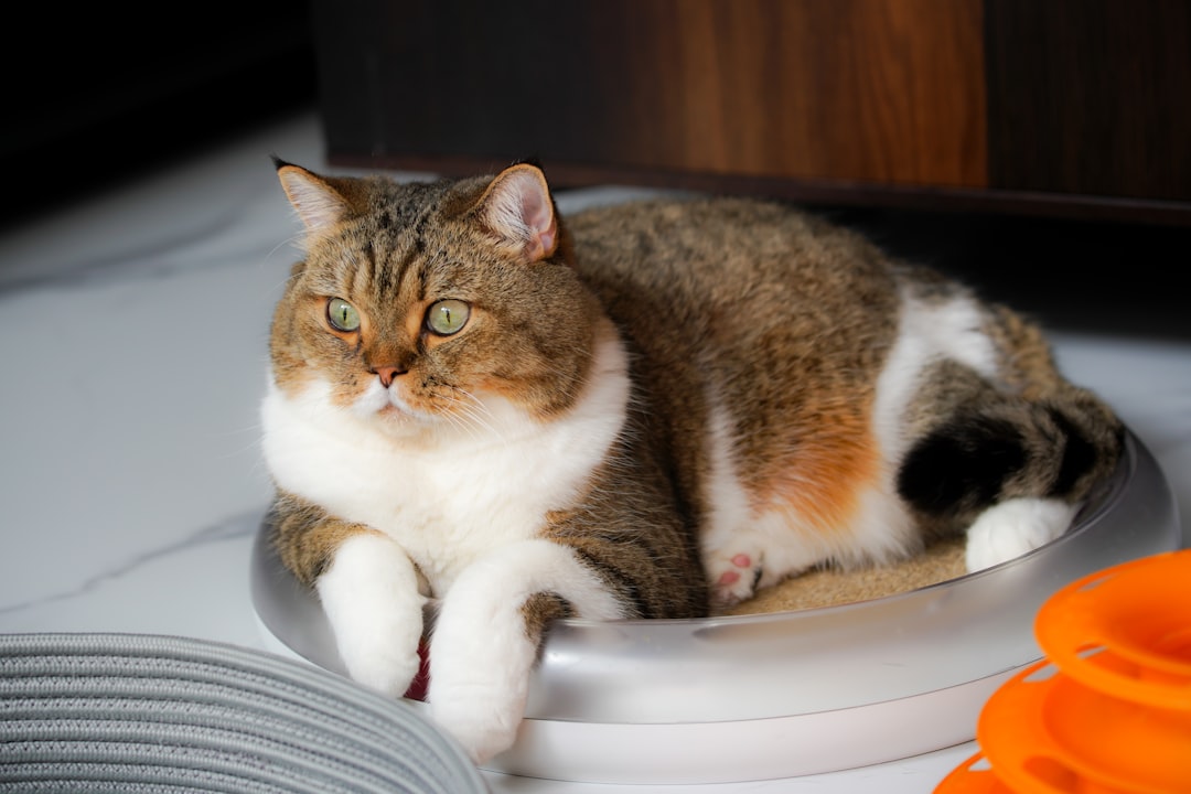 Cat food