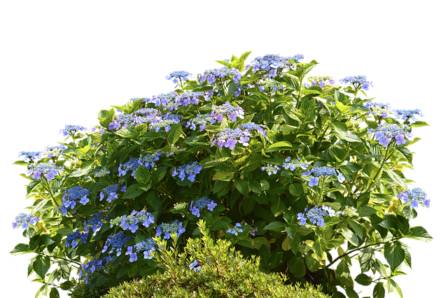 휴애리 여름 수국축제