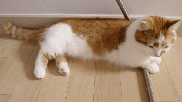 지친고양이