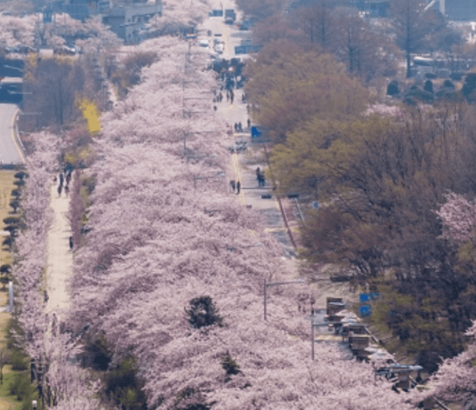 전국벚꽃 명소