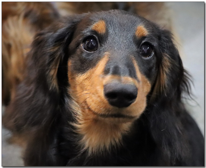 사랑스러운 눈빛 닥스훈트