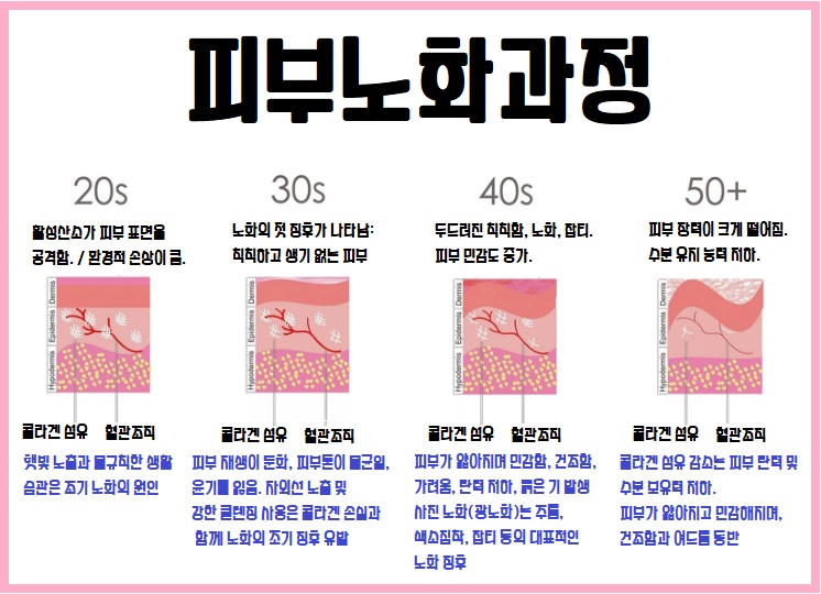 항노화(Anti-aging) 피부노화과정