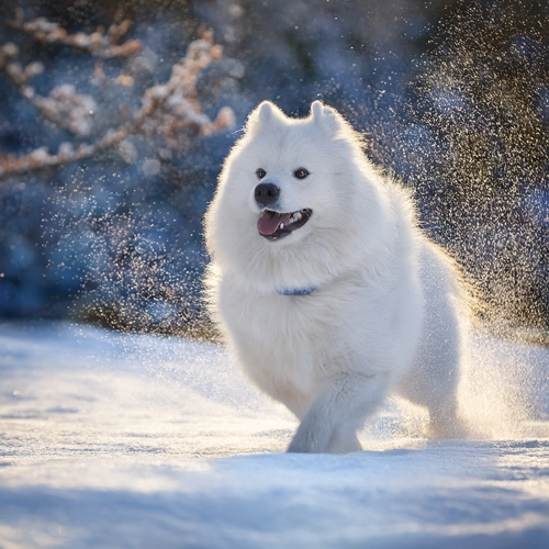 눈 덮인 곳에서 뛰어노는 사모예드