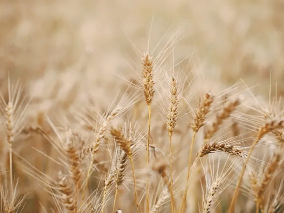 소화 불량에 도움이 되는 카무트