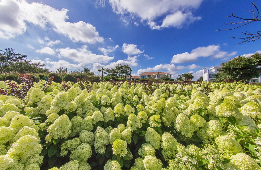 마노르블랑 유럽수국축제