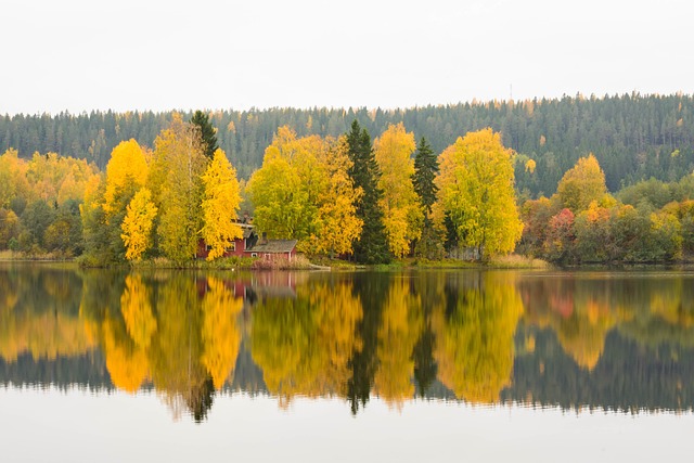 핀란드 퀴오피오 가을 숲