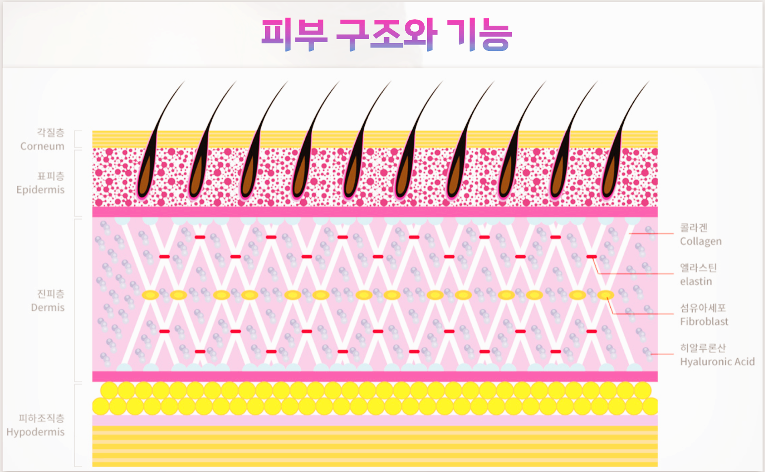 피부의 구조를 보여주는 사진입니다.