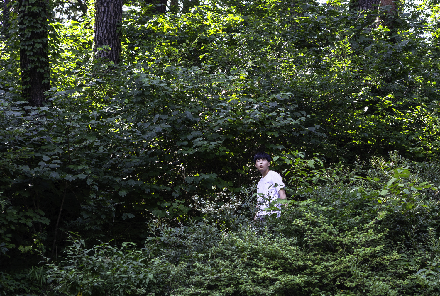 대관령소나무길