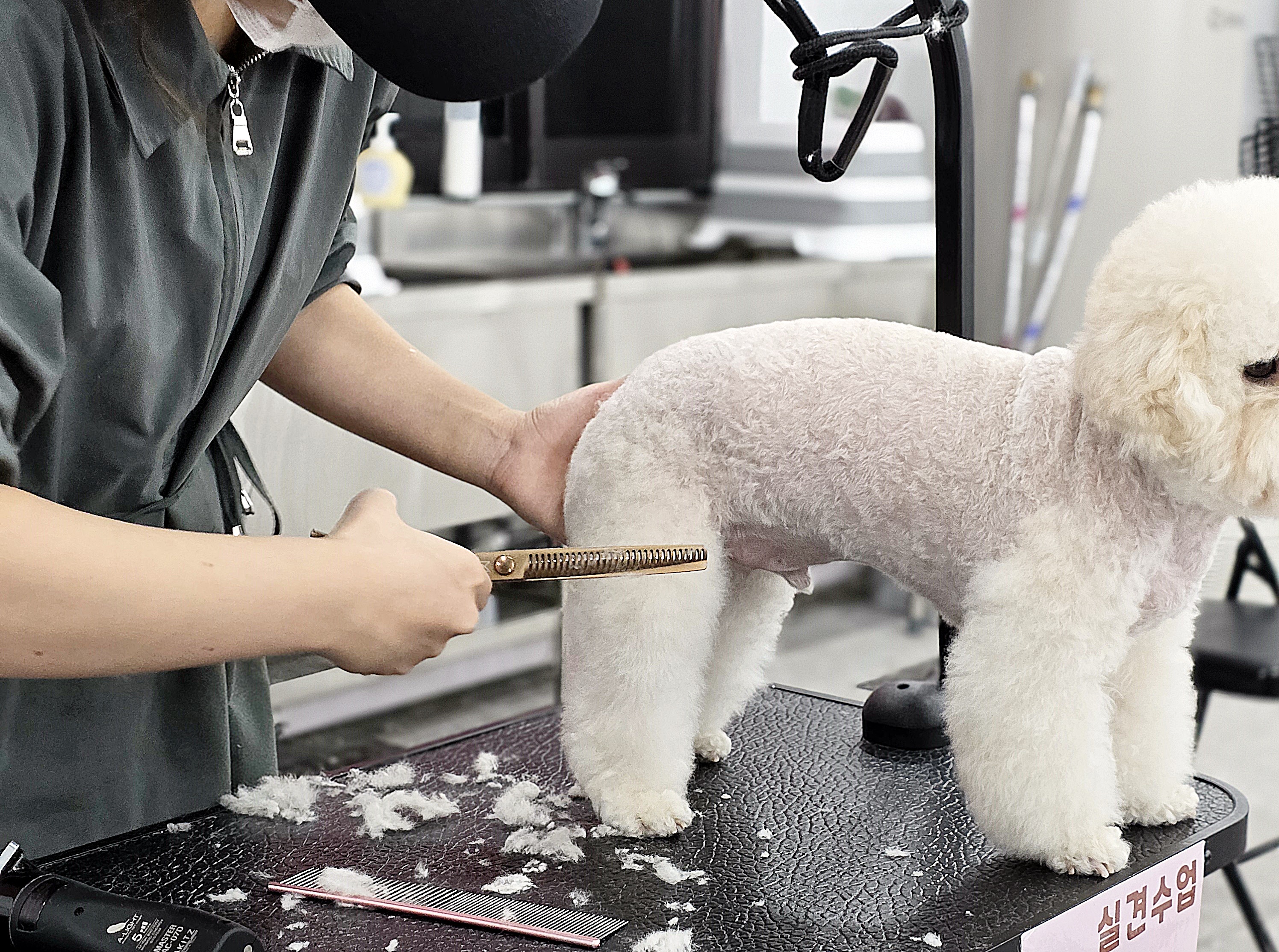 인천강아지미용학원