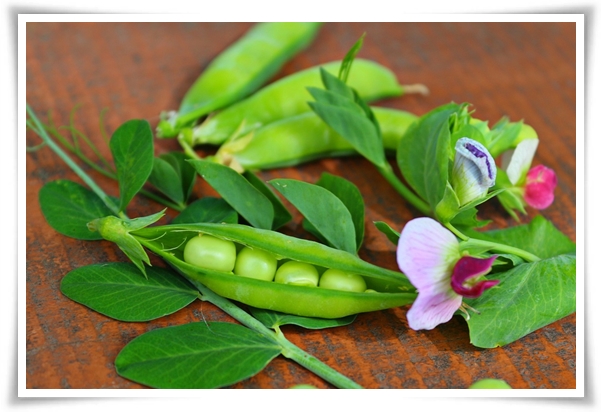 &quot;10월 하순, 완두콩 심어보세요!&quot; 겨울을 이겨낸 완두콩 건강한 영양소 듬뿍!