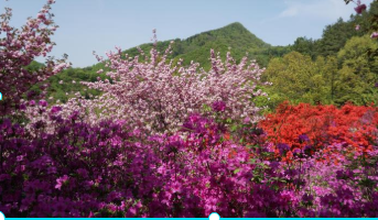 2025년 진달래 개화시기