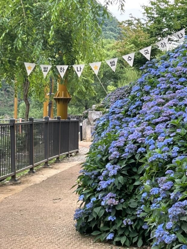 [6월 축제]2025 월아산 수국 수국 페스티벌❘기간, 일정, 체험 프로그램 및 공연 정리