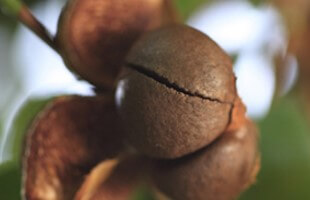 화장품원료사업 부문