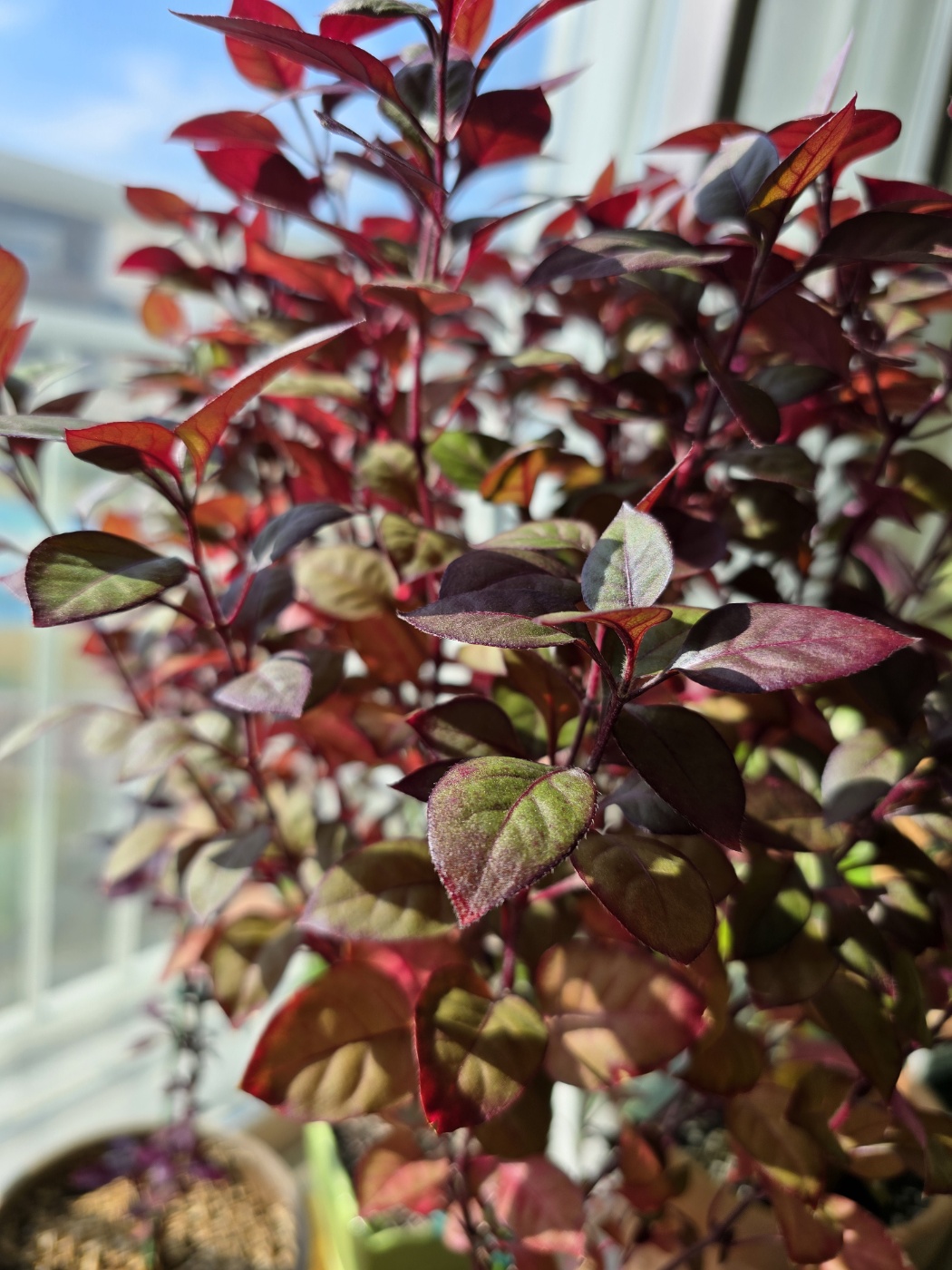 퍼플프린스의 잎은 아주 얇아요