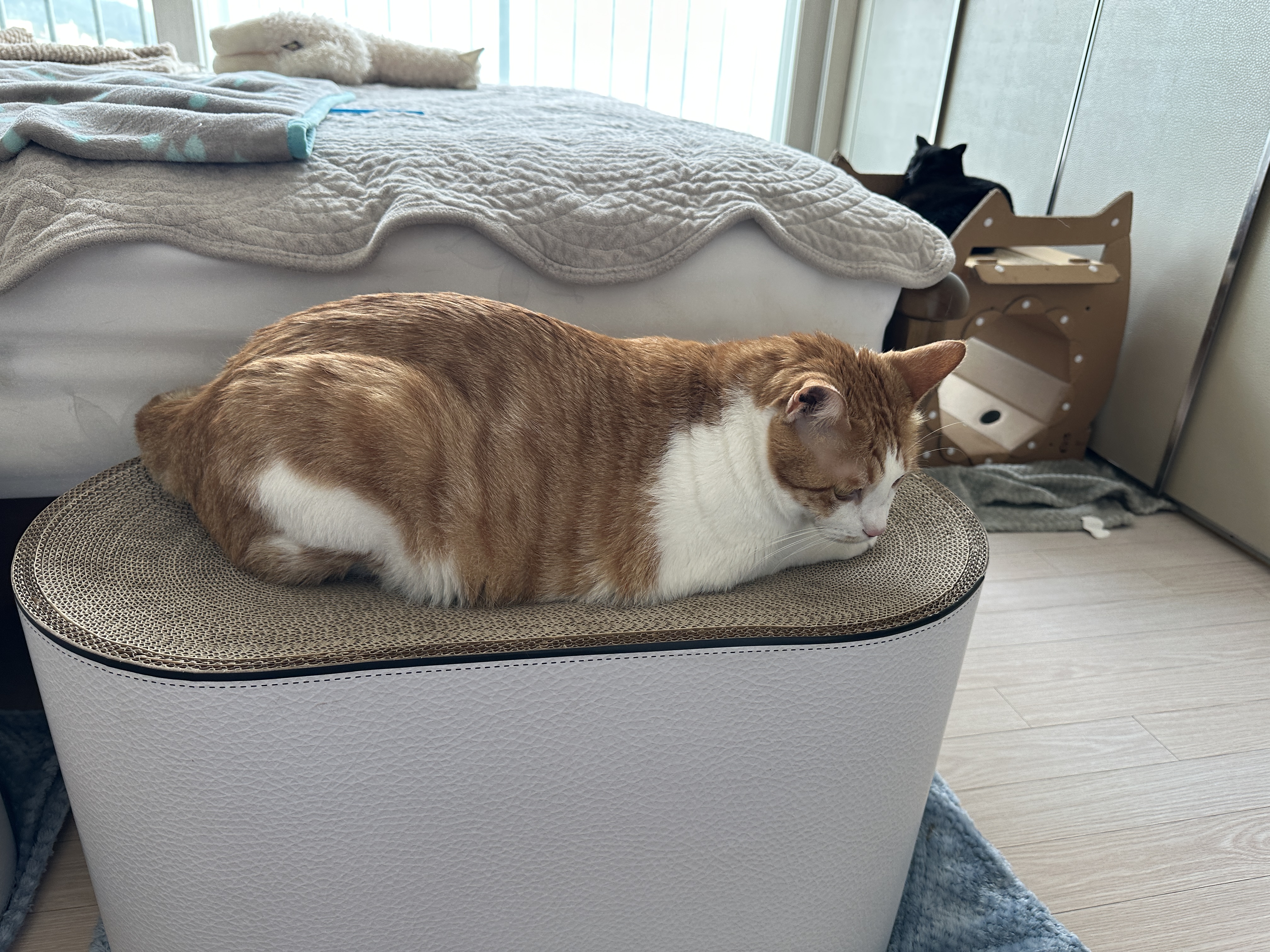 하이라운드_스크래쳐_위에_있는_치즈냥이_막둥이