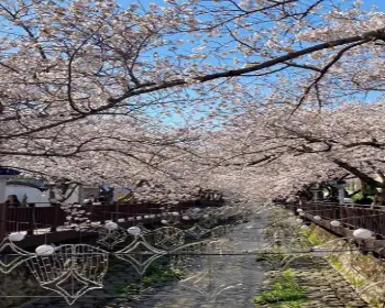 진해군항제_21