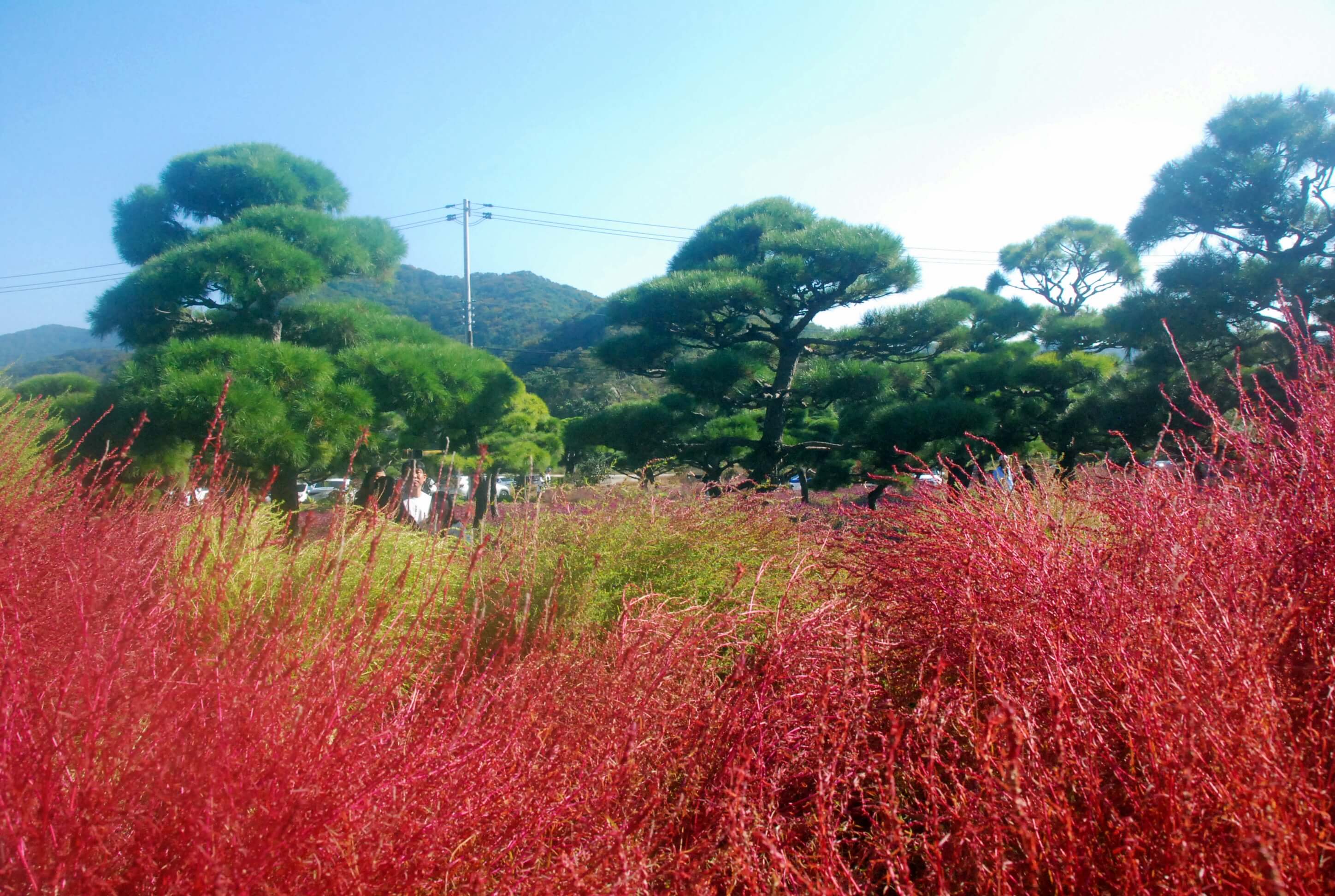 고창 핑크뮬리4