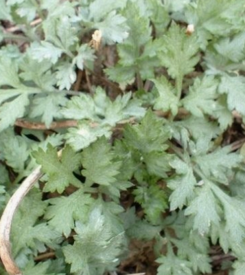 쑥 효능 부작용 칼로리 요리