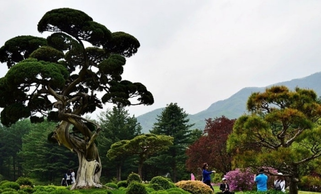 가평 아침고요 수목원 분재정원 이미지