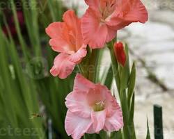 글라디올러스 이미지 사진 