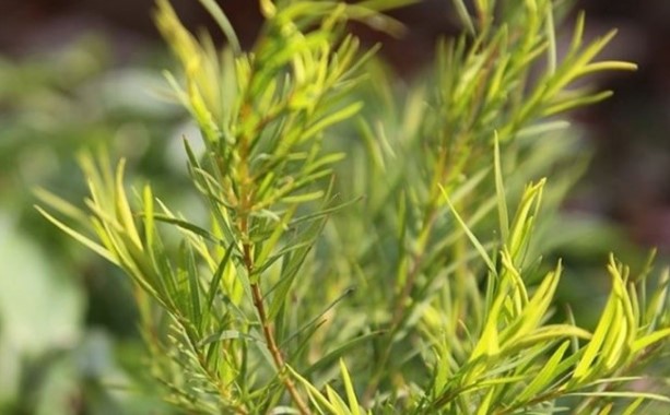 티트리잎 홀리바질 효능 4가지 및 문제성 내성 무좀 발톱영양제 추천