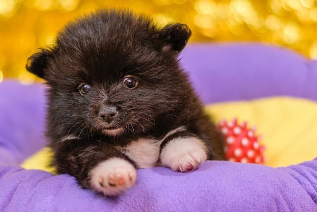 canine atopic dermatitis