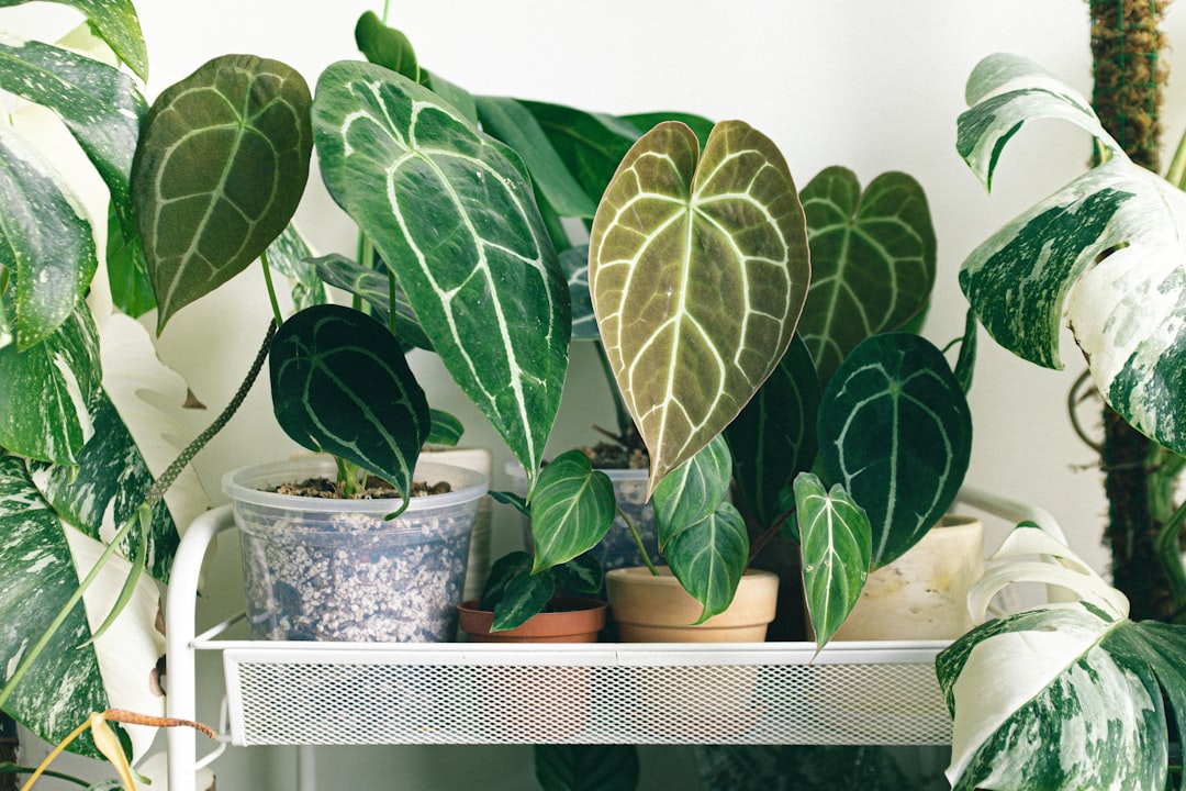 Houseplants