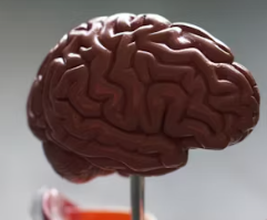 알츠하이머병 증상 원인 예방 가이드북