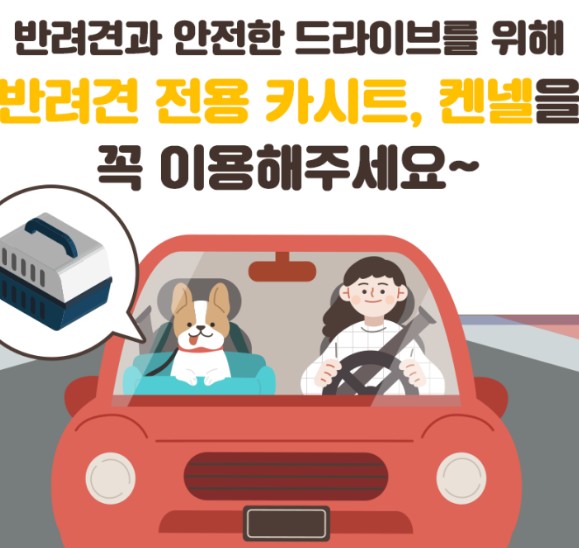 반려견-차량-탑승-시-전용카시트-켄넬을-이용한다
