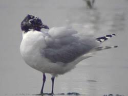 검은머리갈매기 번식지가 사라진 원인