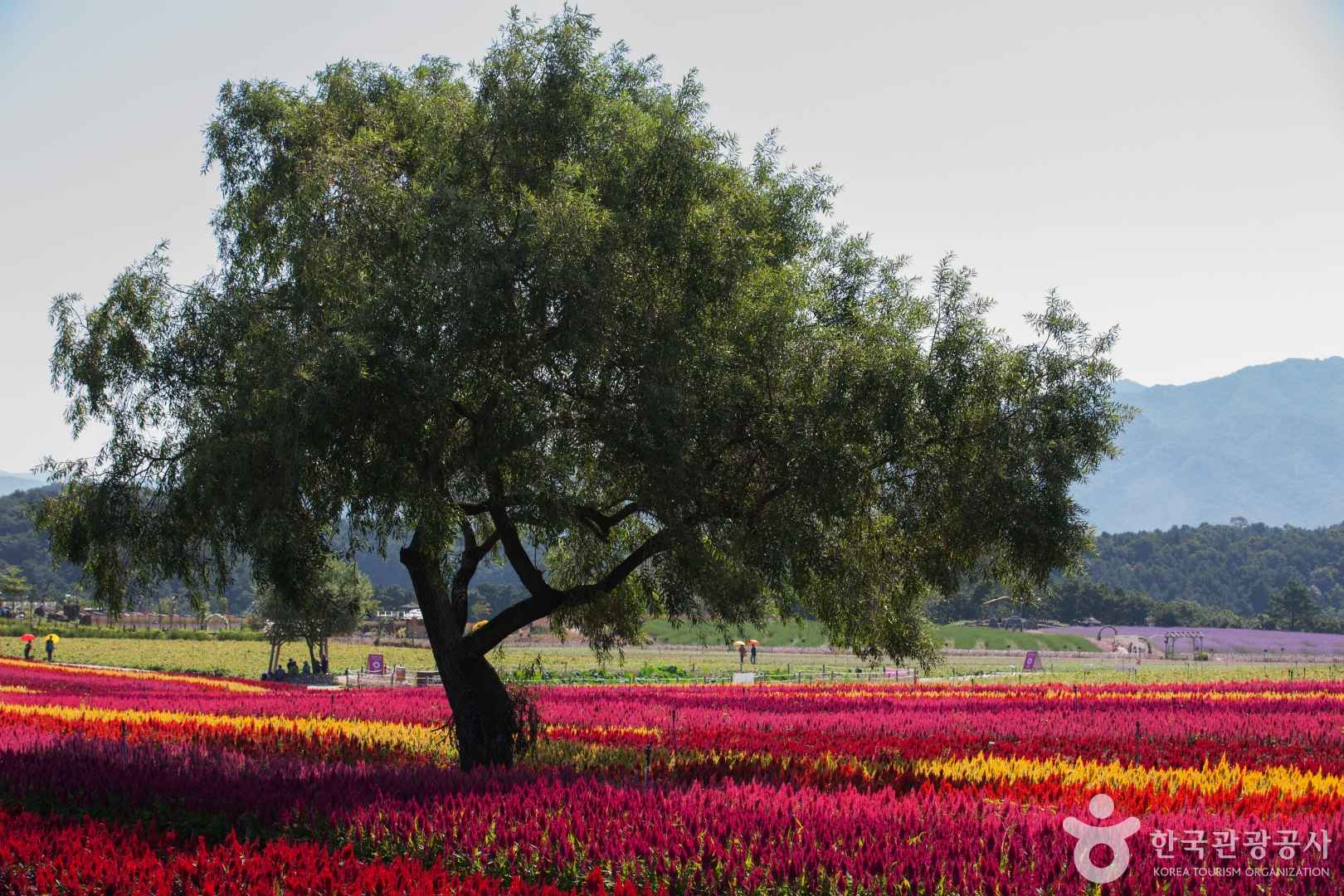고석정