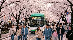 진해-군항제-주차장