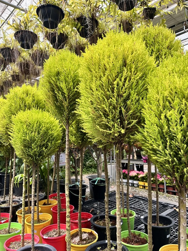 조인폴리아-쇼핑-센터