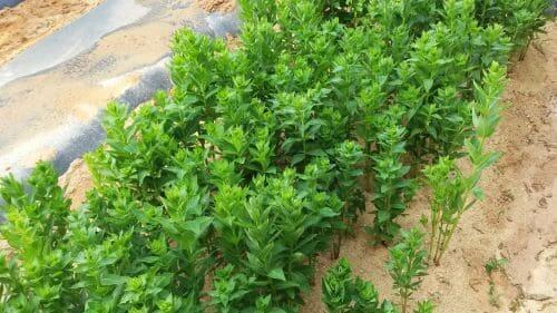 도라지-종자-심는시기-파종시기