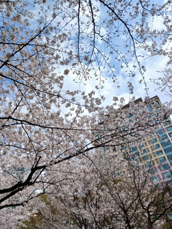 석촌호수 동호 풍경