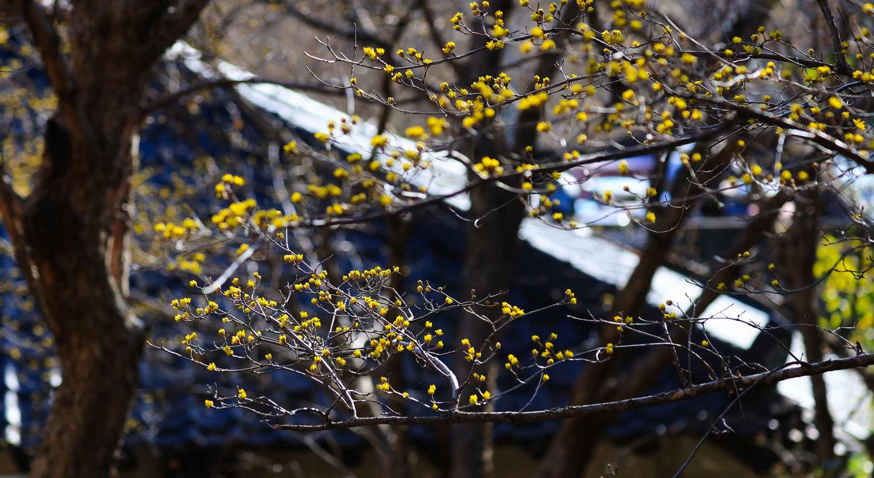 구례 산수유축제