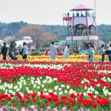 태안 세계 튤립 꽃 박람회