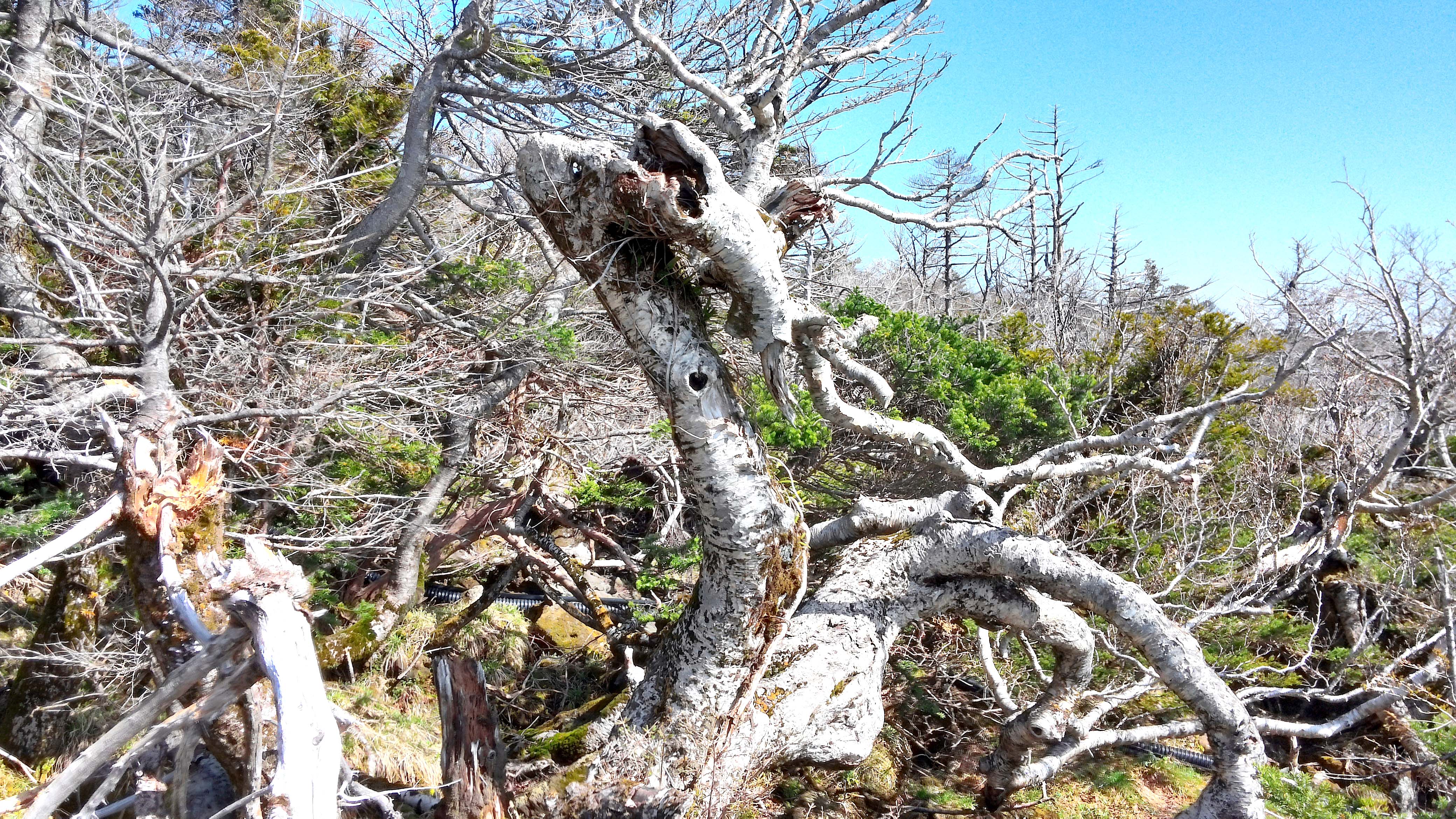 한라산 성판악코스