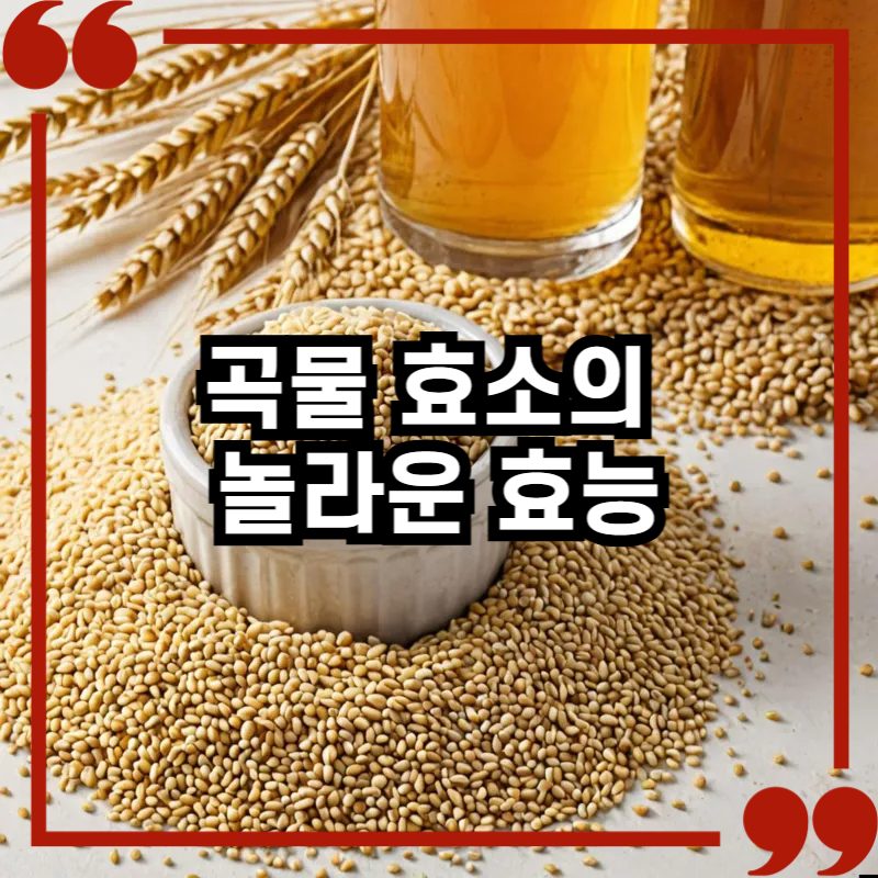 곡물 효소