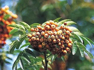 마가목 열매 효능 먹는 법 부작용 포함 10가지 정리_7