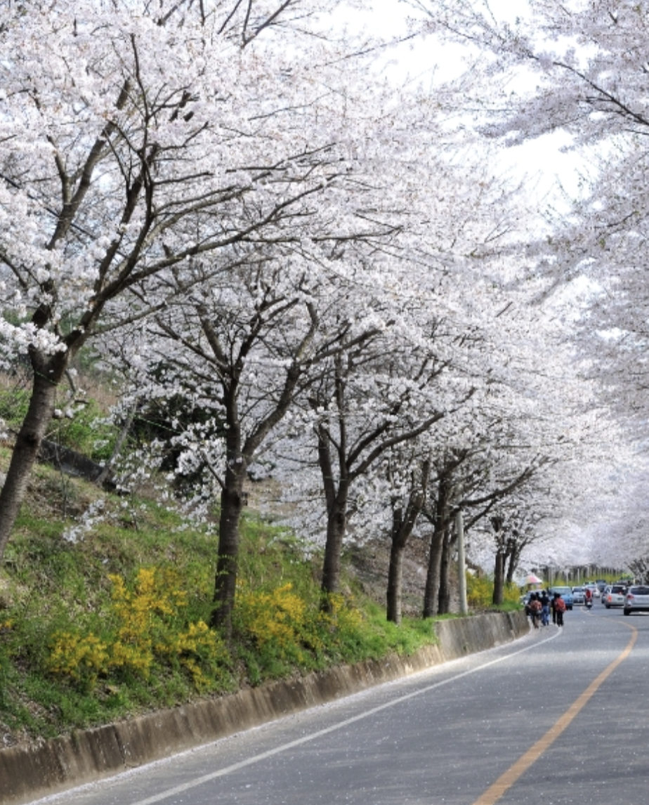 벚꽃 개화시기 2025 관련