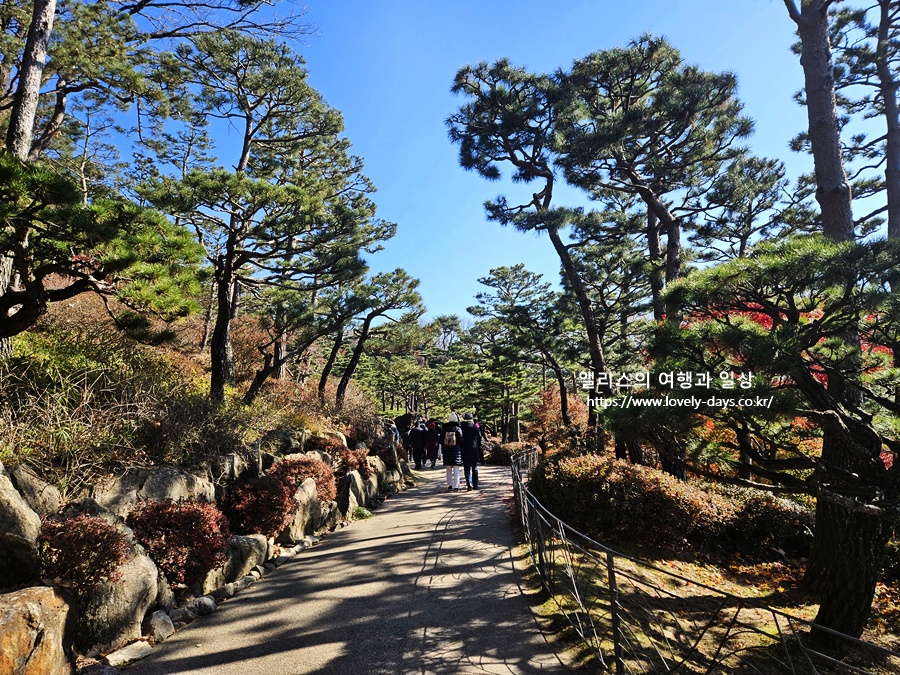 2025 화담숲 마지막 가을 단풍 화담채 분재 즐기기