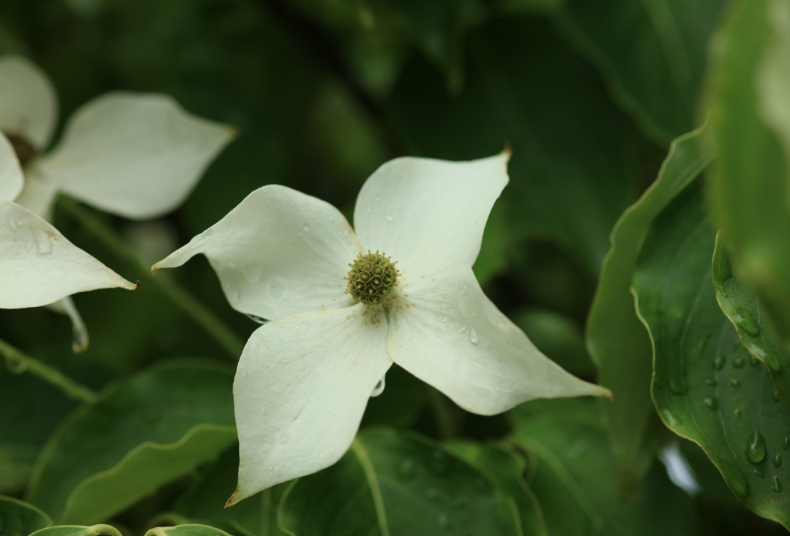 산딸나무
