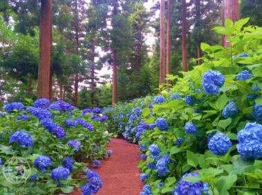 전라도 수국명소 추천 7곳, 수국이 만개한 아름다운 여름을 걷다